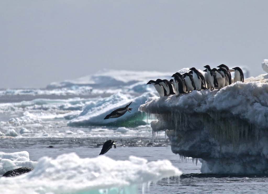 کشف میلیون‌ها پنگوئن که کسی از وجود آنها خبر نداشت